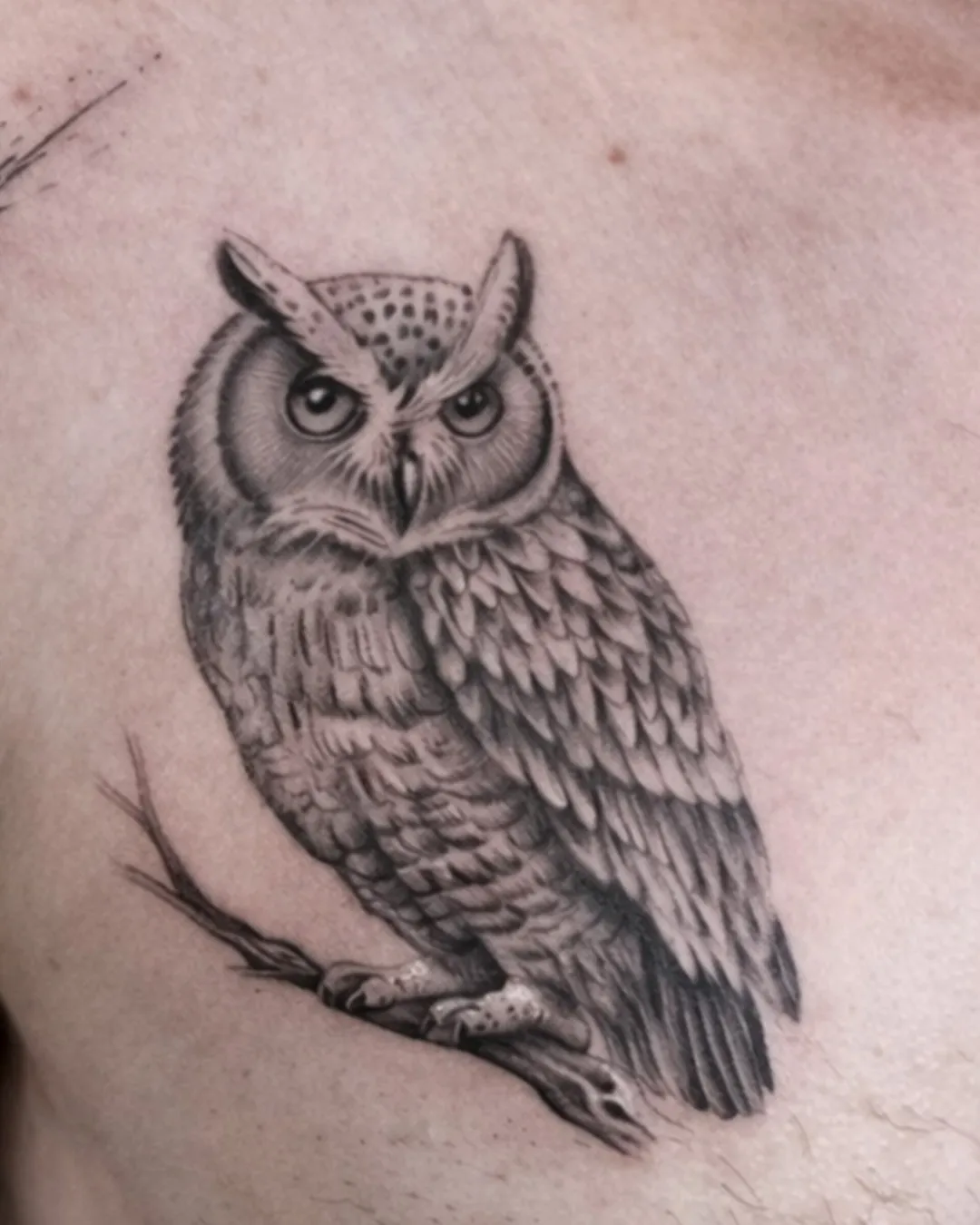 Hibou perché en noir et gris réaliste, sur l’avant-bras
